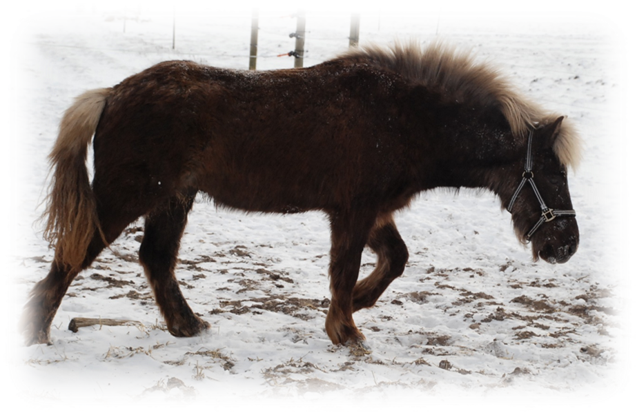 tempo Okklusion Ferie Sommereksem – Islænderens forbandelse - Velkommen til Moderne Hestehold